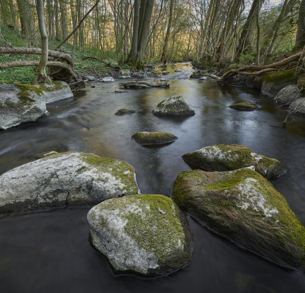 Naturlandsskab Vejstrup Ådal i Svendborg Kommune